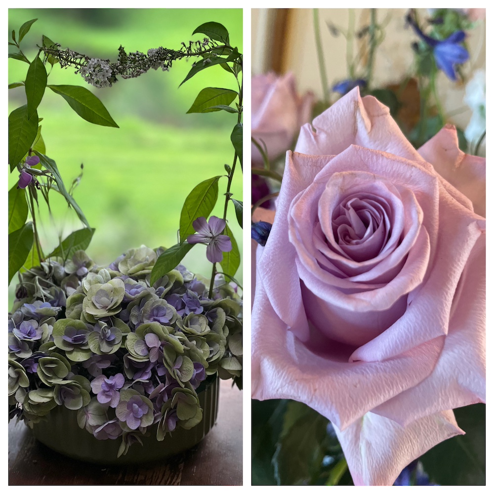 Ocean Song rose close up