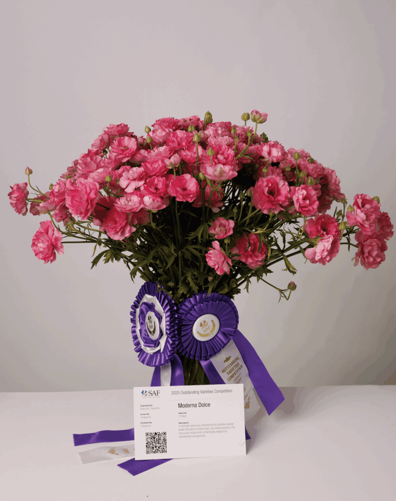 Rosaprima's Moderna Dulce